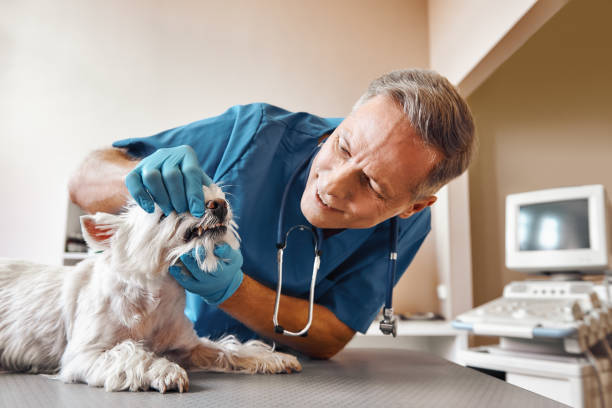 Best Same-Day Emergency Dental Services in Middletown, CT